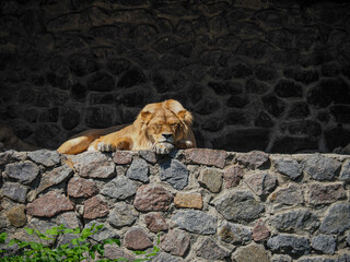 Wild lioness resting