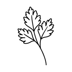 Coriander Leaf Minimal Botanical Line Drawing in Elegant Organic Art Style Vector illustration