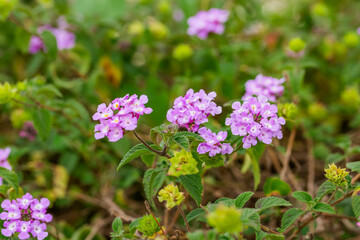 Lantana Morada, Banderita Española, Siete Colores.