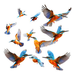 Obraz premium Kingfisher flock aerial dance, nature background, wildlife print