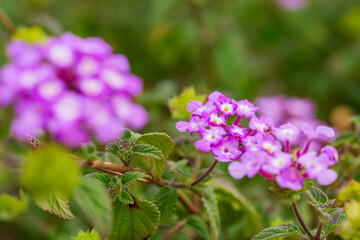 Lantana Morada, Banderita Española, Siete Colores.