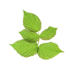 Sprig with green raspberry leaves isolated on white