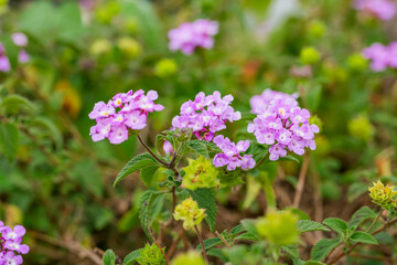 Lantana Morada, Banderita Española, Siete Colores.