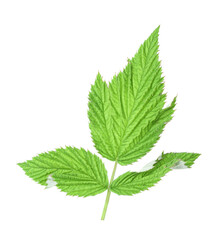 Sprig with green raspberry leaves isolated on white