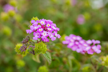 Obraz premium Lantana Morada, Banderita Española, Siete Colores.