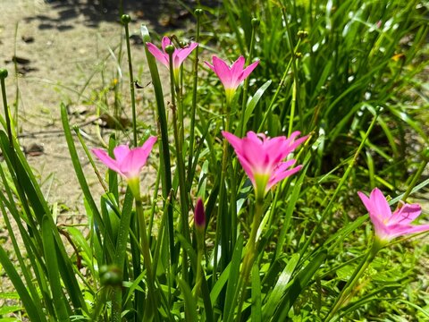 Beautiful pink zephyranthes flowers blooming among green leaves in sunlight captured in high resolution photo