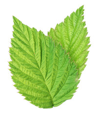 Two green raspberry leaves isolated on white