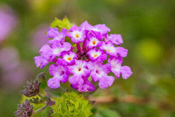 Lantana Morada, Banderita Española, Siete Colores.