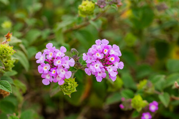 Lantana Morada, Banderita Española, Siete Colores.