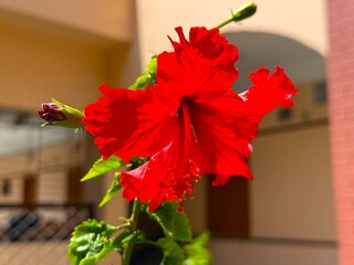 Bright red hibiscus flower blooms beautifully in the sunlight showing off vibrant colors and shape