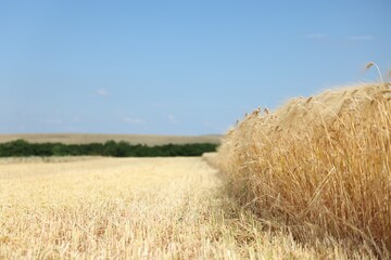 Golden wheat ears growing in field under blue sky, space for text