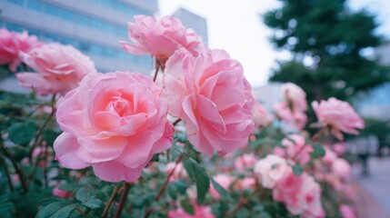 Obraz premium beautiful roses in yokohama no logos no brands ar 169