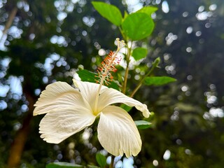 Closeup high resolution of a creamy white hibiscus flower showcasing its orange pollen, outdoors