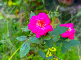 Closeup reveals two bright pink roses with green foliage in a high resolution photo