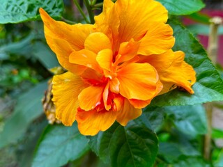 Detailed high resolution displays vibrant golden hibiscus flower blooming amid lush foliage