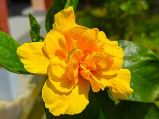 Golden yellow hibiscus flower blooms vibrantly amidst lush green leaves in this high resolution photo