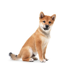 Cute Shiba Inu dog sitting on white background
