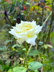 Radiant white rose blossoms brightly against a soft background of lush greenery outdoors