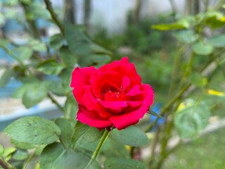 The vibrant red rose blossom blooms among rich green foliage in the garden setting
