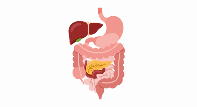 Illustrated Human Digestive System: Stomach, Liver, Pancreas, Intestines