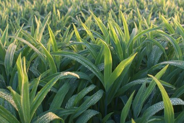 Obraz premium Green field of tall grass with morning dew drops glistening in soft sunlight, symbolizing freshness, growth, and natural beauty