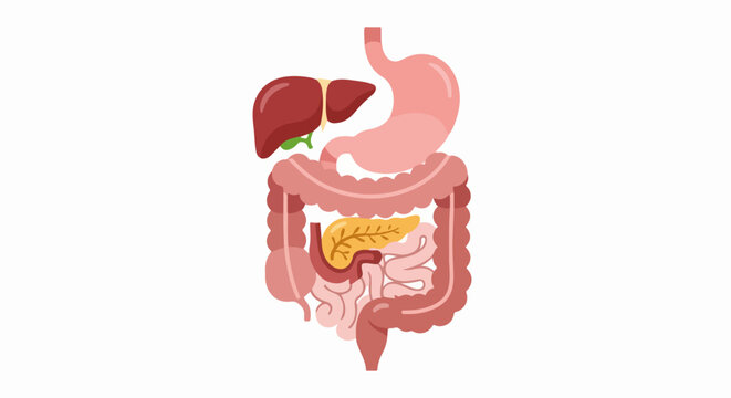 Cartoon Digestive System: Liver, Stomach, Intestines, Pancreas Illustration