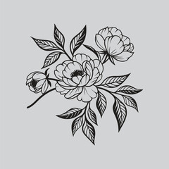 Ranunculus Bloom and Bud Decorative Vector