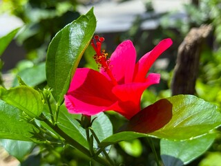 Vibrant red hibiscus flower blooms vividly amidst lush green leaves in a garden setting