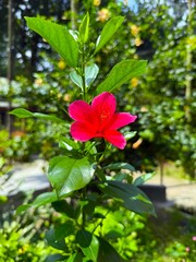Vibrant red hibiscus flower blooms among lush green foliage during a sunny day in nature