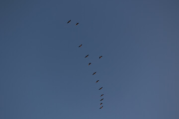 piccolo stormo di uccelli visto dal basso mentre vola in formazione nel cielo sereno 