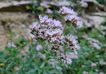 Hemp agrimony plant (Eupatorium cannabinum)