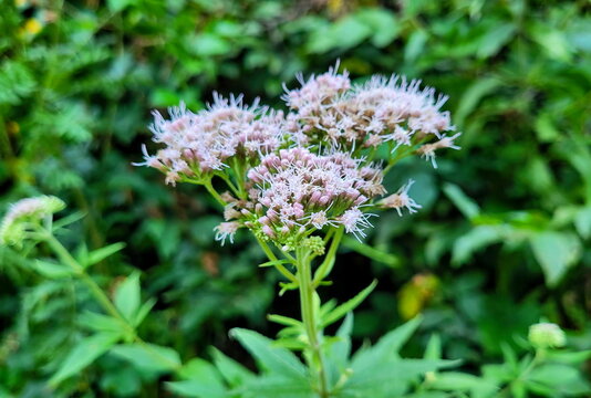 Hemp agrimony plant (Eupatorium cannabinum)