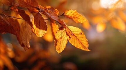 The vibrant autumn leaves illuminated by soft sunlight in a serene forest setting.
