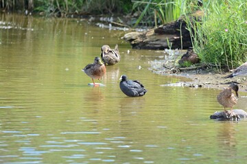 ducks on the lake