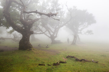 Fanal forest in foggy weather conditions , Madeira island , Portugal