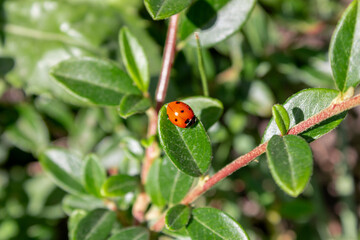 A small red ladybug sitting on a green leaf.