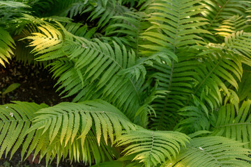 Dense tropical fern foliage in bright green tones