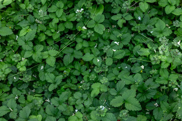 Lush field of green clover leaves filling the frame.