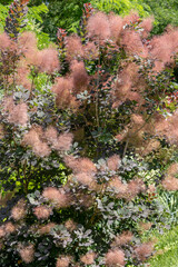 Fluffy pink blossoms of skumpia in full summer bloom.