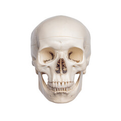 Fototapeta premium Human skull isolated on transparent background
