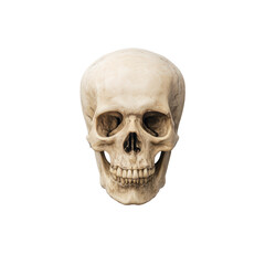 Fototapeta premium Human skull isolated on transparent background