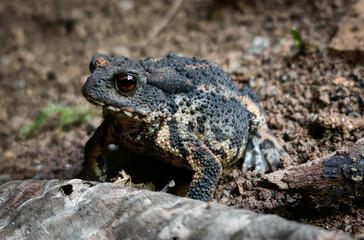 Common toad (Bufo bufo) standing alert on the forest floor, its orange eyes and rugged skin...