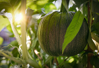 A ripe pumpkin hangs amidst lush green leaves, illuminated by the soft glow of sunlight filtering...