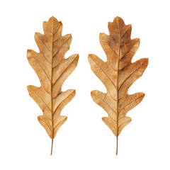 Obraz premium Two dry oak leaves isolated on transparent background