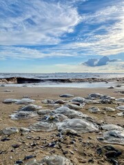 A photograph of a sandy seashore with jellyfish washed up on it. Waves and a cloudy sky are visible in the distance. The photo conveys the atmosphere of the natural phenomenon and the seashore.