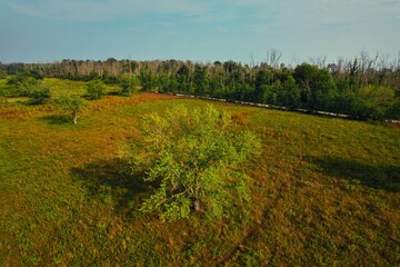 Obraz premium Aerial view of lush landscape with lone tree.