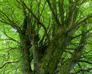 Fototapeta premium A large Beech tree fills the frame, its textured trunk and branches reaching skyward, covered with green leaves. Sunlight filters through the canopy, creating dappled light.