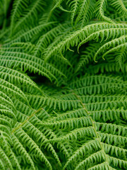 Lush ferns create a vibrant green background texture filling the frame completely, emphasizing nature's intricate leaf details during daylight.