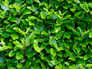 This close-up view of the green Eugenia myrtifolia plant shows its leaves in natural sunlight. The leaves are vibrant and healthy, and the plant is growing densely.