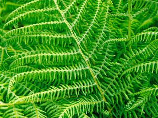 Intricate details of a fern, showcasing its fresh, vibrant green fronds. Perfect for adding a touch of nature.